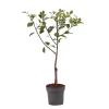 PLANT IN A BOX - Prunier - prunus domestica 'opal' - hauteur 90-100cm - ⌀21cm