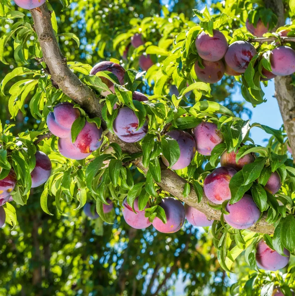 PLANT IN A BOX - Prunier - prunus domestica 'opal' - hauteur 90-100cm - ⌀21cm