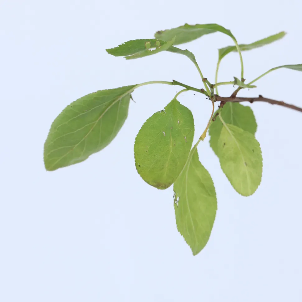 PLANT IN A BOX - Prunier - prunus domestica 'opal' - hauteur 90-100cm - ⌀21cm