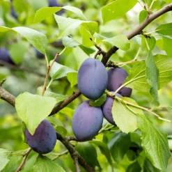 PLANT IN A BOX - Prunier - prunus domestica 'opal' - hauteur 90-100cm - ⌀21cm