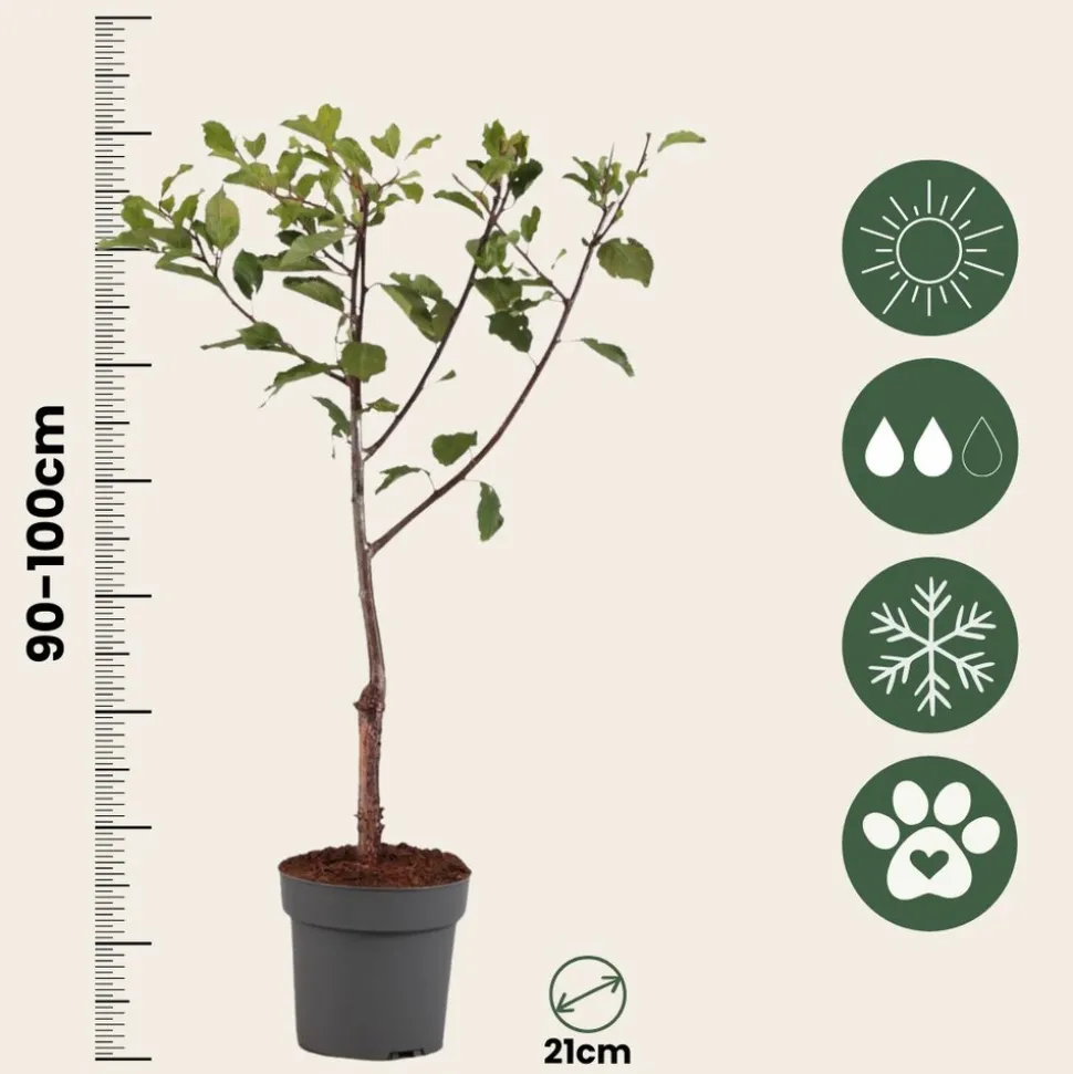 PLANT IN A BOX - Prunier - prunus domestica 'opal' - hauteur 90-100cm - ⌀21cm