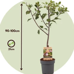 PLANT IN A BOX - Prunier - prunus domestica 'opal' - hauteur 90-100cm - ⌀21cm