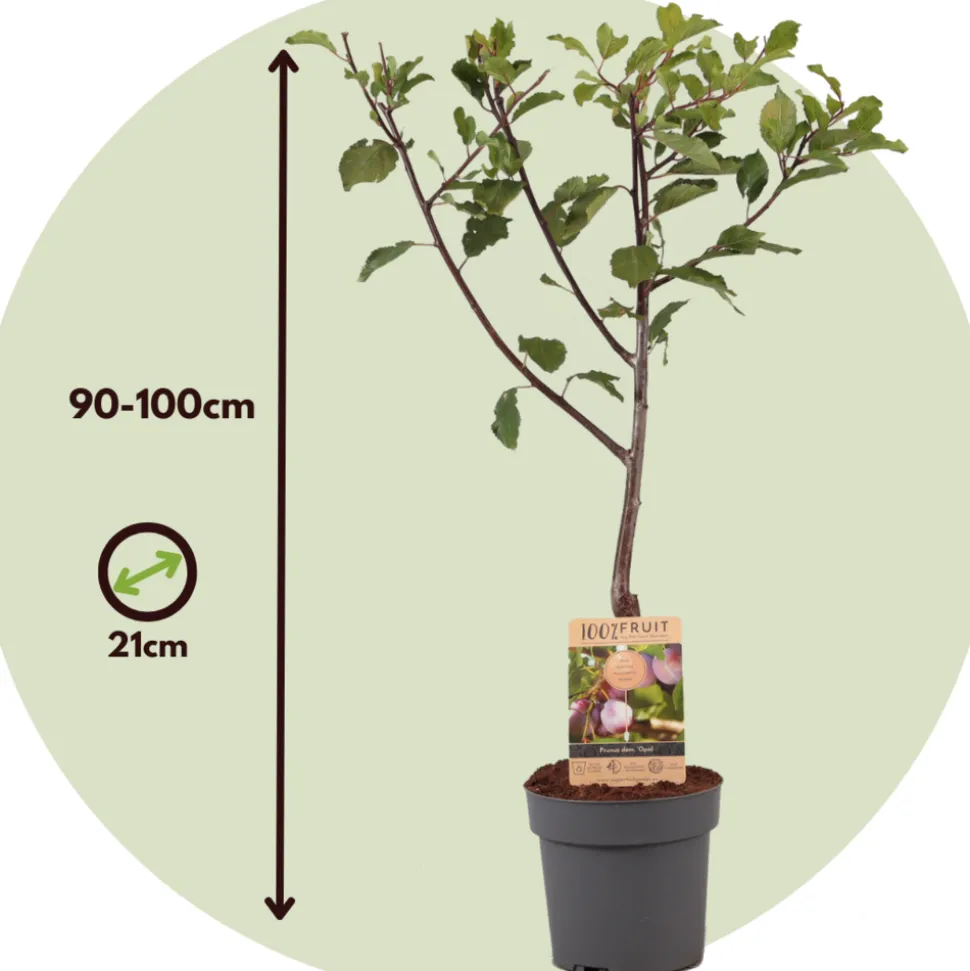 PLANT IN A BOX - Prunier - prunus domestica 'opal' - hauteur 90-100cm - ⌀21cm