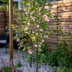 PLANT IN A BOX - Prunier pêches - set de 2 - prunus persica 'saturne' - hauteur 60-70cm - ⌀15cm