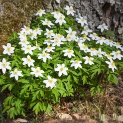 PLANT IN A BOX - Rose de noël - set de 3 - helleborus niger 'mont blanc' - h20-30cm - ⌀12cm