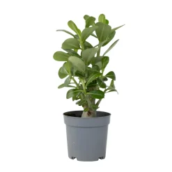 PLANT IN A BOX - Rose du désert - adenium obesum - hauteur 25-40cm - ⌀10,5cm