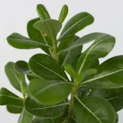 PLANT IN A BOX - Rose du désert - adenium obesum - hauteur 25-40cm - ⌀10,5cm