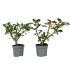 PLANT IN A BOX - Rose du désert - set de 2 - adenium obesum - hauteur 30-45cm - ⌀13cm