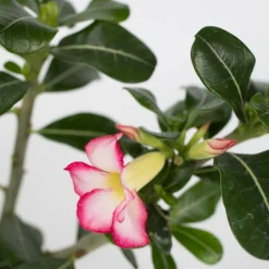 PLANT IN A BOX - Rose du désert - set de 2 - adenium obesum - hauteur 30-45cm - ⌀13cm