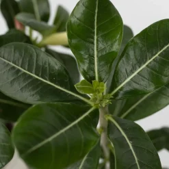 PLANT IN A BOX - Rose du désert - set de 2 - adenium obesum - hauteur 30-45cm - ⌀13cm