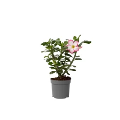 PLANT IN A BOX - Rose du désert - adenium obesum 'pink star' - hauteur 30-45cm - ⌀13cm