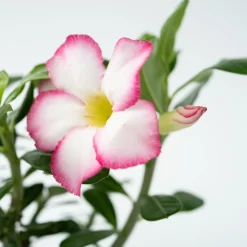 PLANT IN A BOX - Rose du désert - adenium obesum 'pink star' - hauteur 30-45cm - ⌀13cm