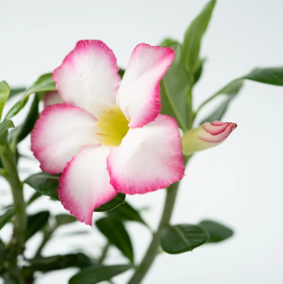 PLANT IN A BOX - Rose du désert - adenium obesum 'pink star' - hauteur 30-45cm - ⌀13cm