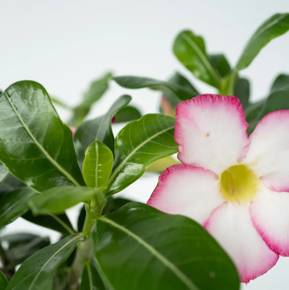 PLANT IN A BOX - Rose du désert - adenium obesum 'pink star' - hauteur 30-45cm - ⌀13cm
