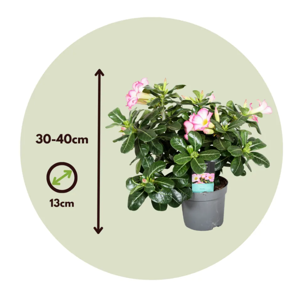 PLANT IN A BOX - Rose du désert - adenium obesum 'pink star' - hauteur 30-45cm - ⌀13cm