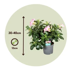 PLANT IN A BOX - Rose du désert - adenium obesum 'pink star' - hauteur 30-45cm - ⌀13cm