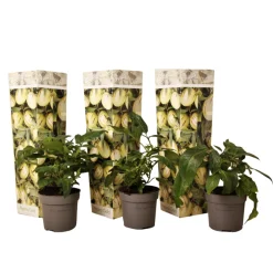 PLANT IN A BOX - Tomatillo - set de 3 - solanum muricatum 'pepino gold' - hauteur 25-40cm - ⌀9cm