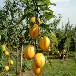 PLANT IN A BOX - Tomatillo - set de 3 - solanum muricatum 'pepino gold' - hauteur 25-40cm - ⌀9cm