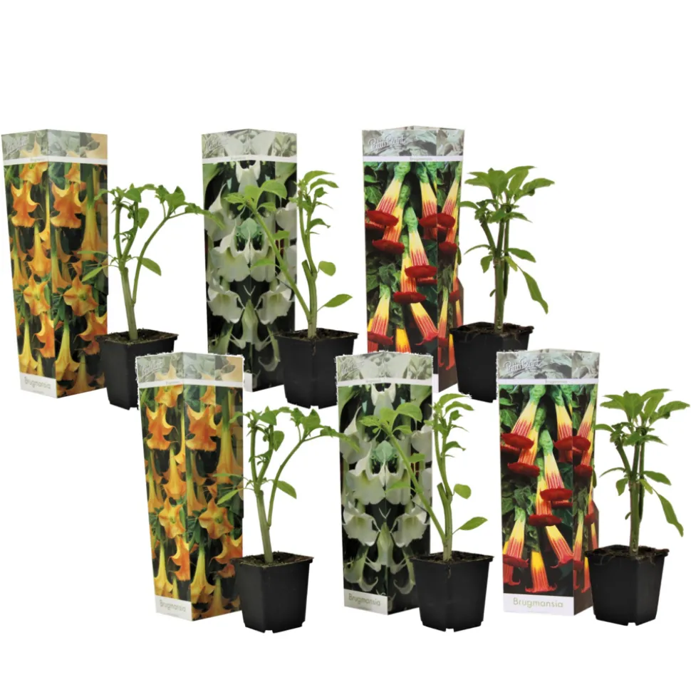 PLANT IN A BOX - Trompette des anges - set de 6 - brugmansia - hauteur 25-40cm - ⌀9cm