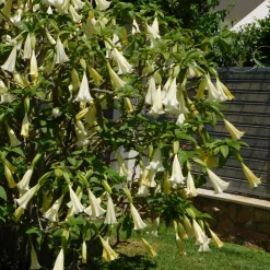 PLANT IN A BOX - Trompette des anges - set de 6 - brugmansia - hauteur 25-40cm - ⌀9cm