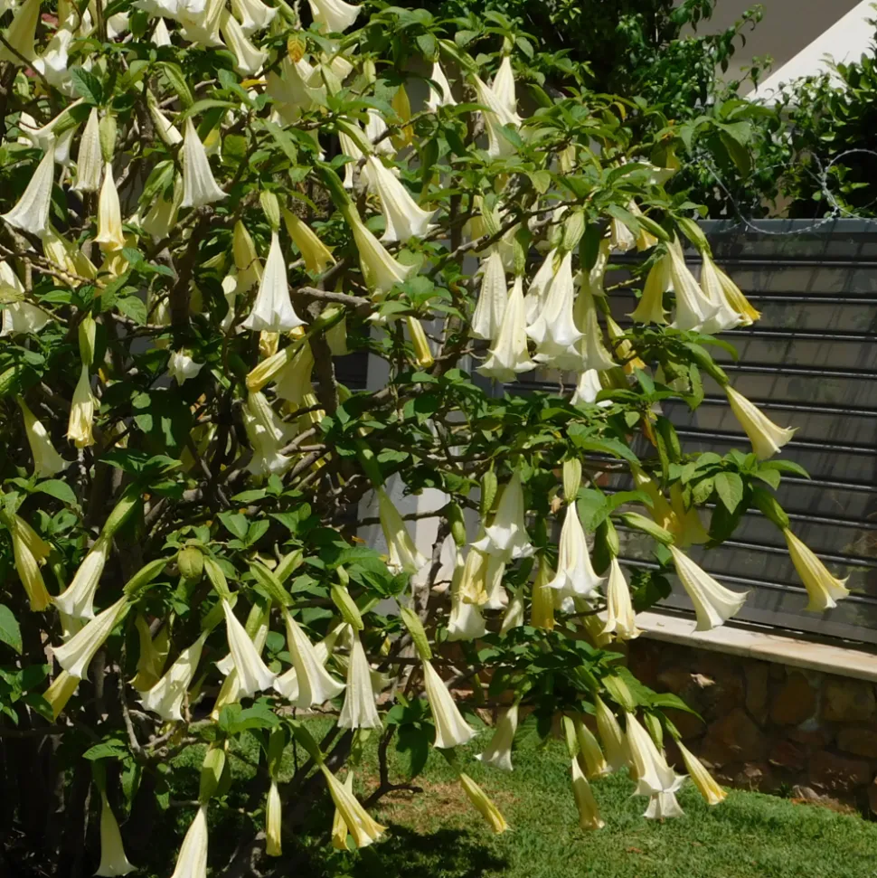 PLANT IN A BOX - Trompette des anges - set de 6 - brugmansia - hauteur 25-40cm - ⌀9cm