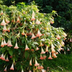 PLANT IN A BOX - Trompette des anges - set de 6 - brugmansia - hauteur 25-40cm - ⌀9cm