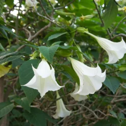 PLANT IN A BOX - Trompette des anges - set de 6 - brugmansia - hauteur 25-40cm - ⌀9cm