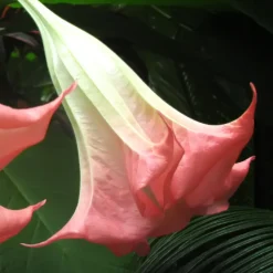 PLANT IN A BOX - Trompette des anges - set de 6 - brugmansia - hauteur 25-40cm - ⌀9cm