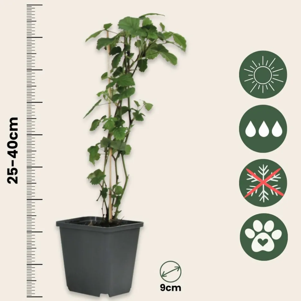 PLANT IN A BOX - Trompette des anges - set de 6 - brugmansia - hauteur 25-40cm - ⌀9cm