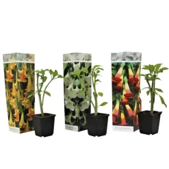 PLANT IN A BOX - Trompette des anges - set de 3 - brugmansia - hauteur 25-40cm - ⌀9cm