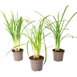 PLANT IN A BOX - Tulbaghie - set de 3 - tulbaghia violacea - hauteur 15-25cm - ⌀9cm