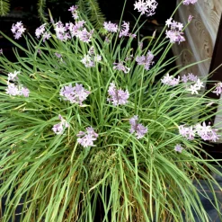 PLANT IN A BOX - Tulbaghie - set de 6 - tulbaghia violacea - hauteur 15-25cm - ⌀9cm