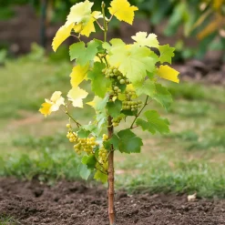 PLANT IN A BOX - Vigne à raisin - vitis vinifera ‘himrod’ - hauteur 60-75cm - ⌀21cm