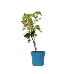 PLANT IN A BOX - Vigne à raisin - vitis vinifera ‘nero’ - hauteur 60-75cm - ⌀21cm