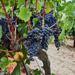 PLANT IN A BOX - Vigne à raisin - vitis vinifera ‘nero’ - hauteur 60-75cm - ⌀21cm