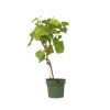 PLANT IN A BOX - Vigne à raisin - vitis vinifera ‘vanessa’ - hauteur 60-75cm - ⌀21cm