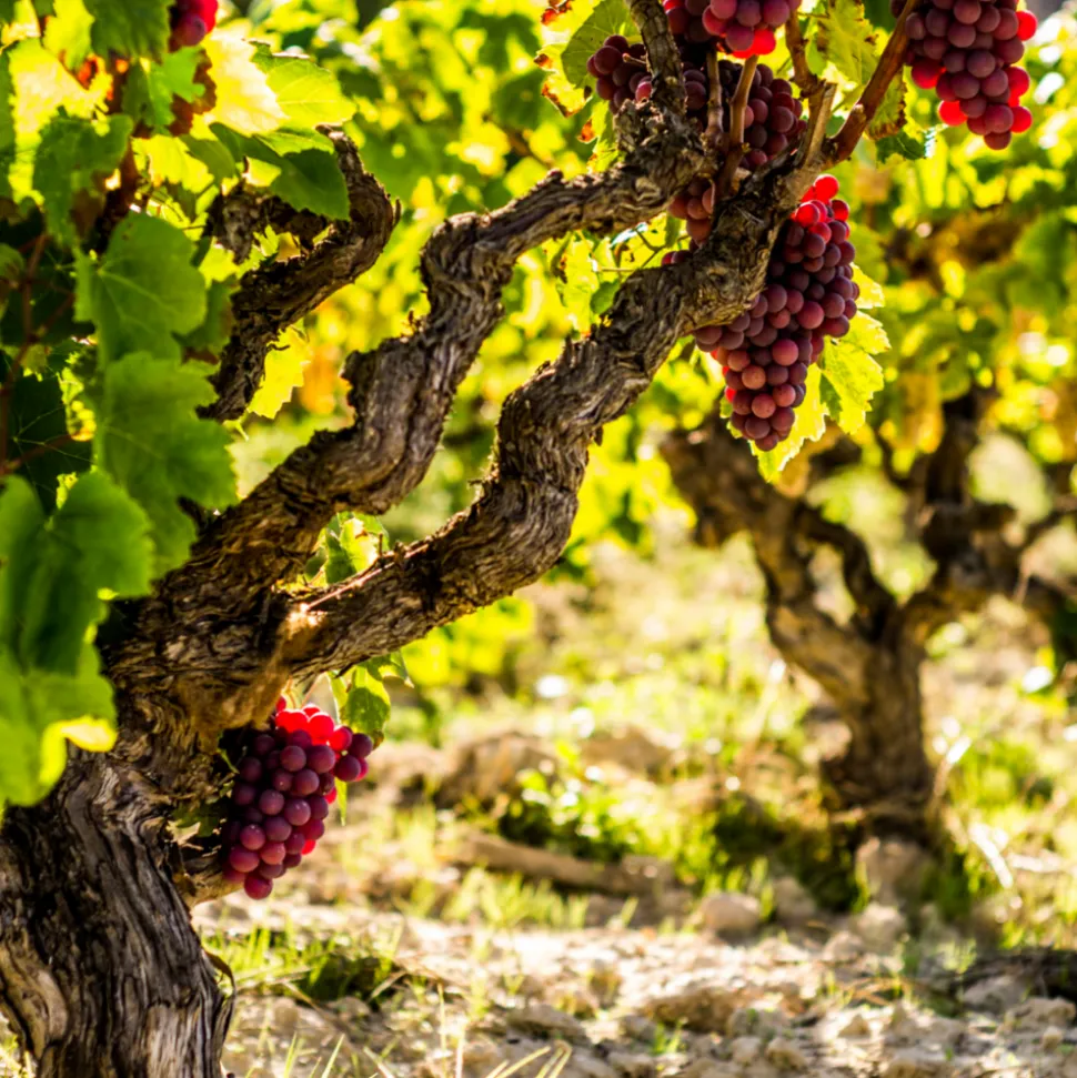PLANT IN A BOX - Vigne à raisin - vitis vinifera ‘vanessa’ - hauteur 60-75cm - ⌀21cm