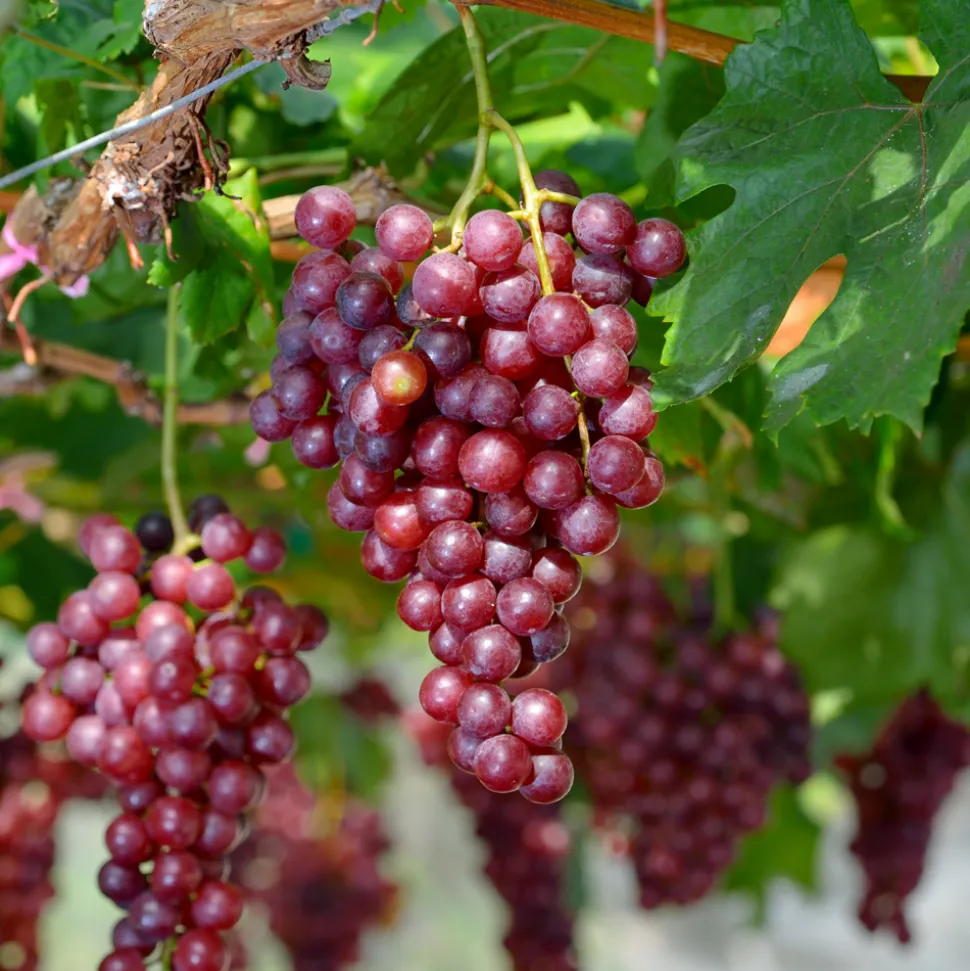 PLANT IN A BOX - Vigne à raisin - vitis vinifera ‘vanessa’ - hauteur 60-75cm - ⌀21cm