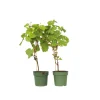 PLANT IN A BOX - Vigne à raisin - set de 2 - vitis ‘himrod’, vitis ‘vanessa’ - h60-75cm - ⌀21cm