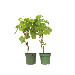 PLANT IN A BOX - Vigne à raisin - set de 2 - vitis ‘himrod’, vitis ‘vanessa’ - h60-75cm - ⌀21cm