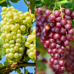 PLANT IN A BOX - Vigne à raisin - set de 2 - vitis ‘himrod’, vitis ‘vanessa’ - h60-75cm - ⌀21cm