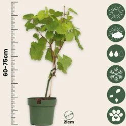 PLANT IN A BOX - Vigne à raisin - set de 2 - vitis ‘himrod’, vitis ‘vanessa’ - h60-75cm - ⌀21cm