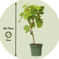 PLANT IN A BOX - Vigne à raisin - set de 2 - vitis ‘himrod’, vitis ‘vanessa’ - h60-75cm - ⌀21cm