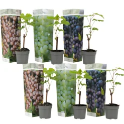 PLANT IN A BOX - Vigne à raisin - set de 6 - vitis vinifera - hauteur 25-40cm - ⌀9cm