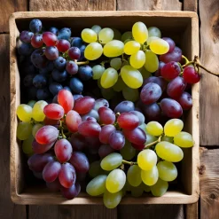 PLANT IN A BOX - Vigne à raisin - set de 6 - vitis vinifera - hauteur 25-40cm - ⌀9cm