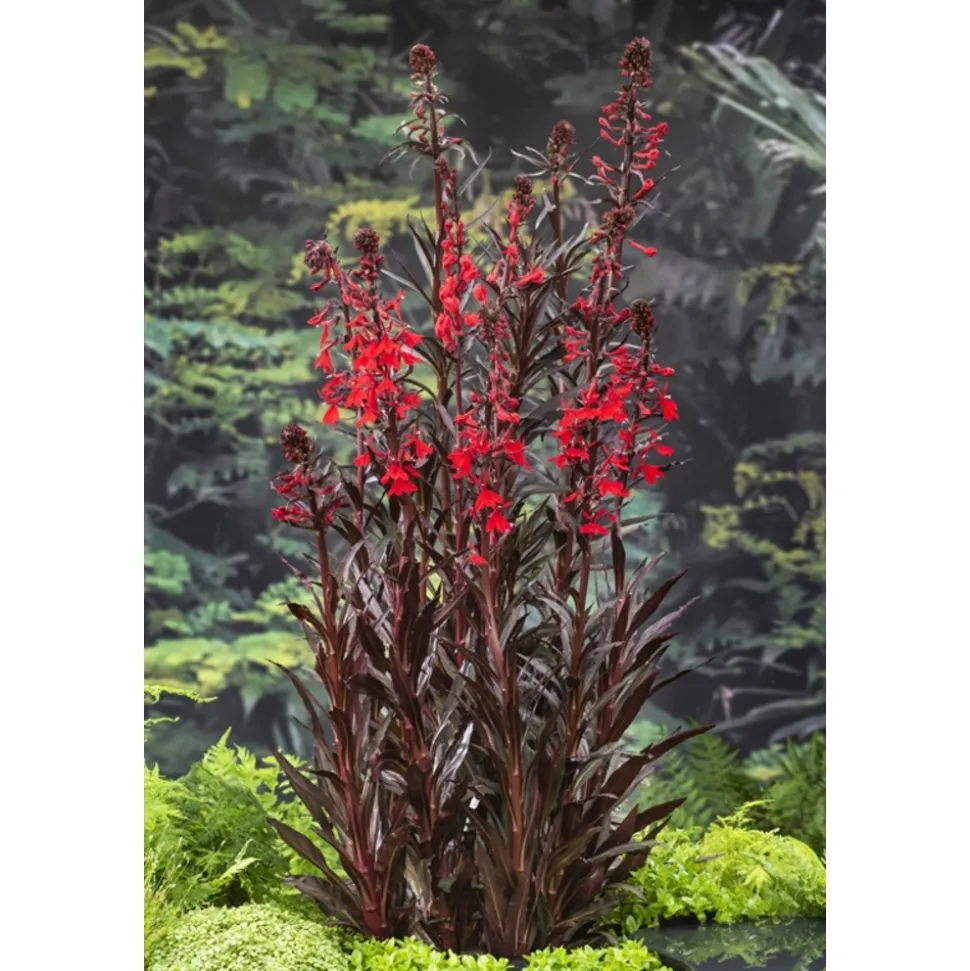 Plante aquatique pour bordure de bassin - Pot 9cm