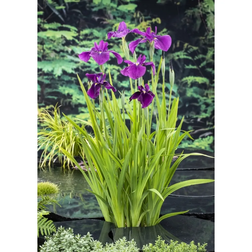 Plante aquatique pour bordure de bassin - Pot 9cm