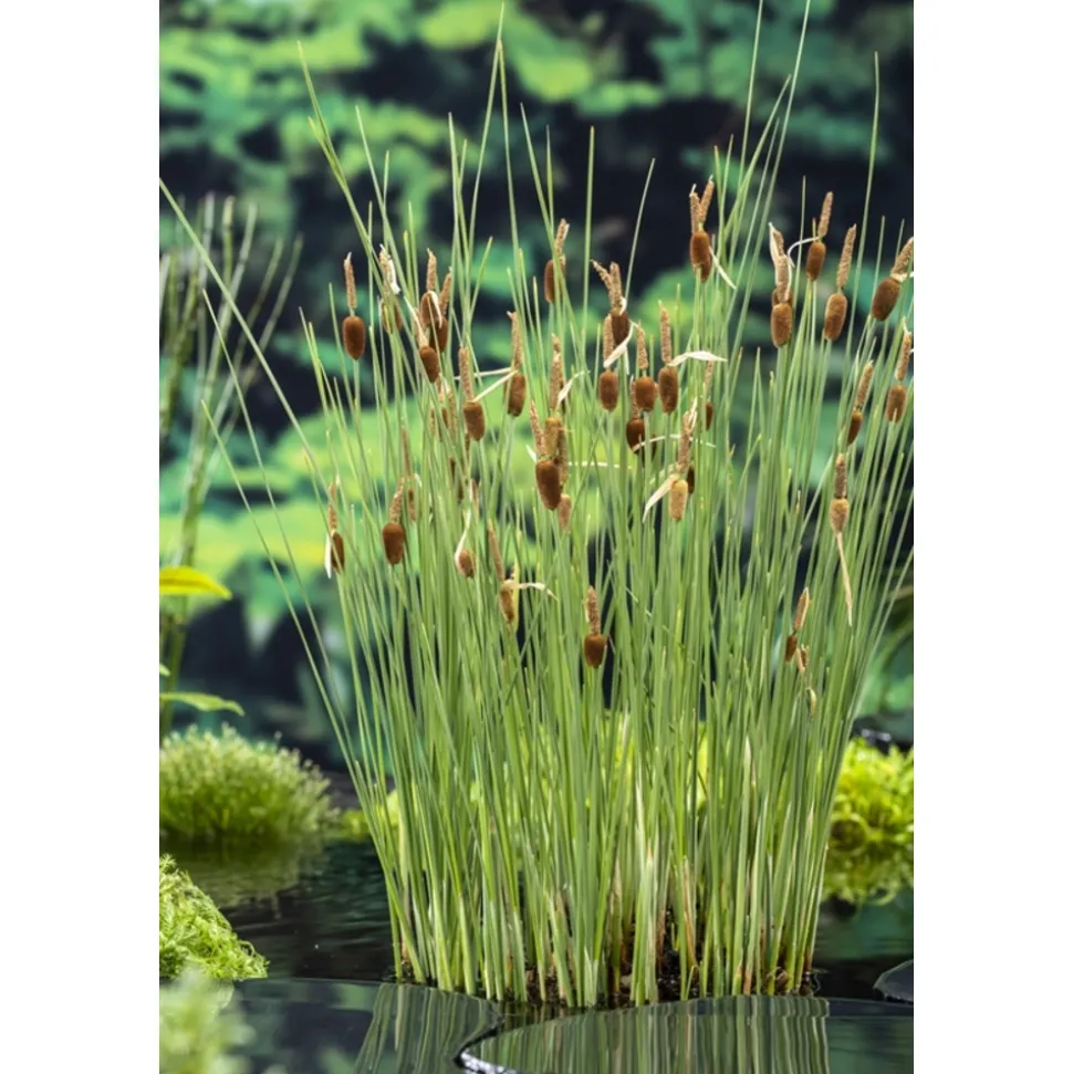 Plante aquatique pour bordure de bassin - Pot 9cm