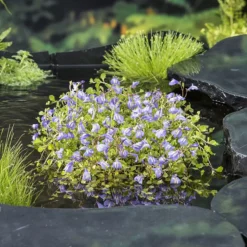 Plante aquatique pour bordure de bassin - Pot 9cm