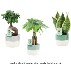 Plante verte mix, variétés variables : cache-pot D.13cm - H.30/35cm